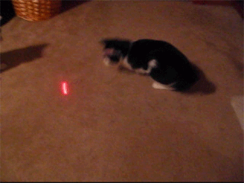 cat chasing a laser pointer gif